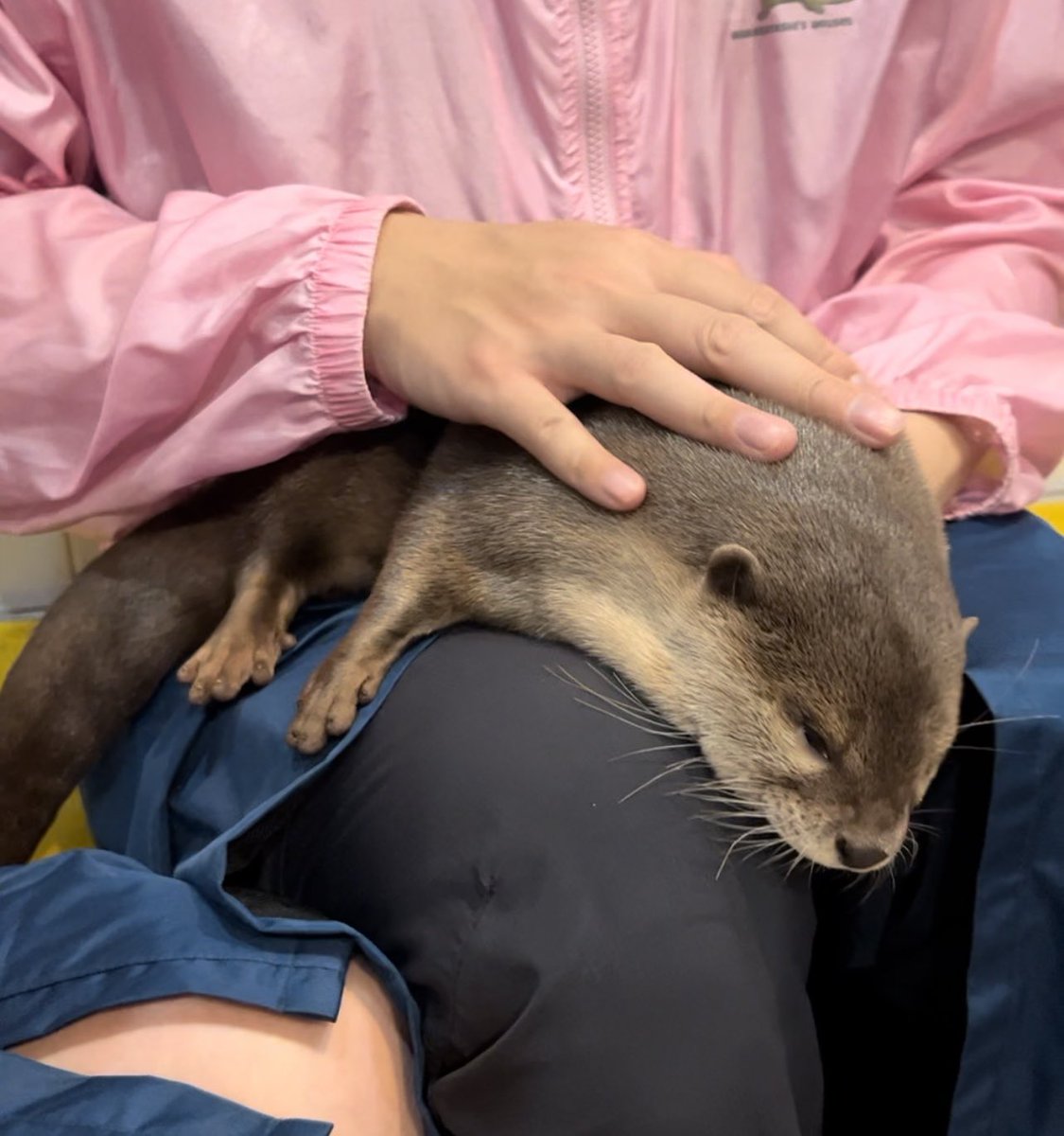 We went to an otter cafe and I almost died from cuteness overload. They’re like water cats!!! I need one right now 😡😡😡
