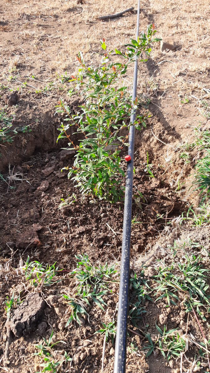 Fruit seedlings ready for transplanting. Strawberry 🍓 150/= Grafted Hass Avocado 🥑 200/= Grafted Fuerte Avocado 🥑200/= Grafted Tommy and Apple Mangoes 🥭 200/= Grafted Van dyke mango 🥭 200/= Grafted Ngowe mango 🥭 200/= Grafted Macadamia Muranga ( 20) 350/= Grafted