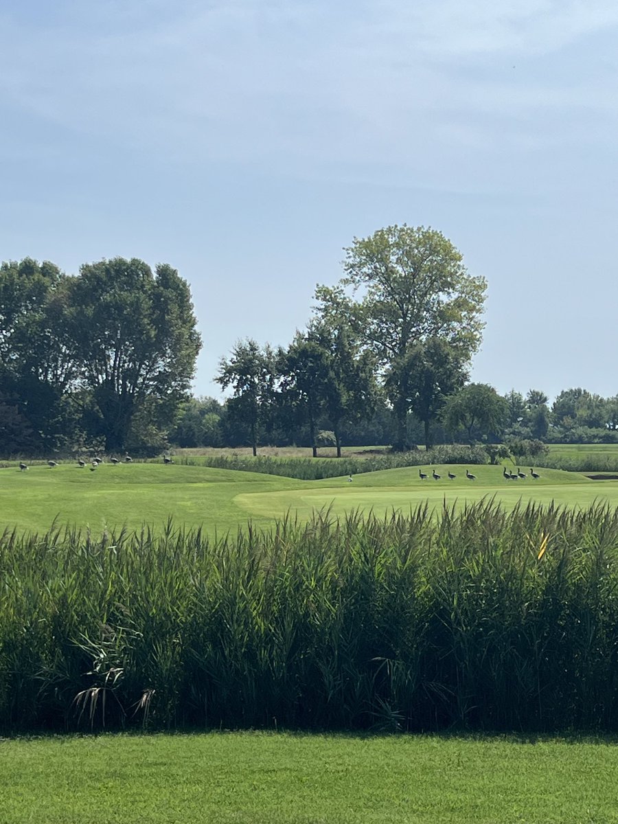 Liquid_XBT's tweet photo. Gm from this beautiful golf course ☕️

Playing a round and then will take a look at the charts.

As long as #Bitcoin stays above $27500 we should be good. https://t.co/QoR5T6hkaS