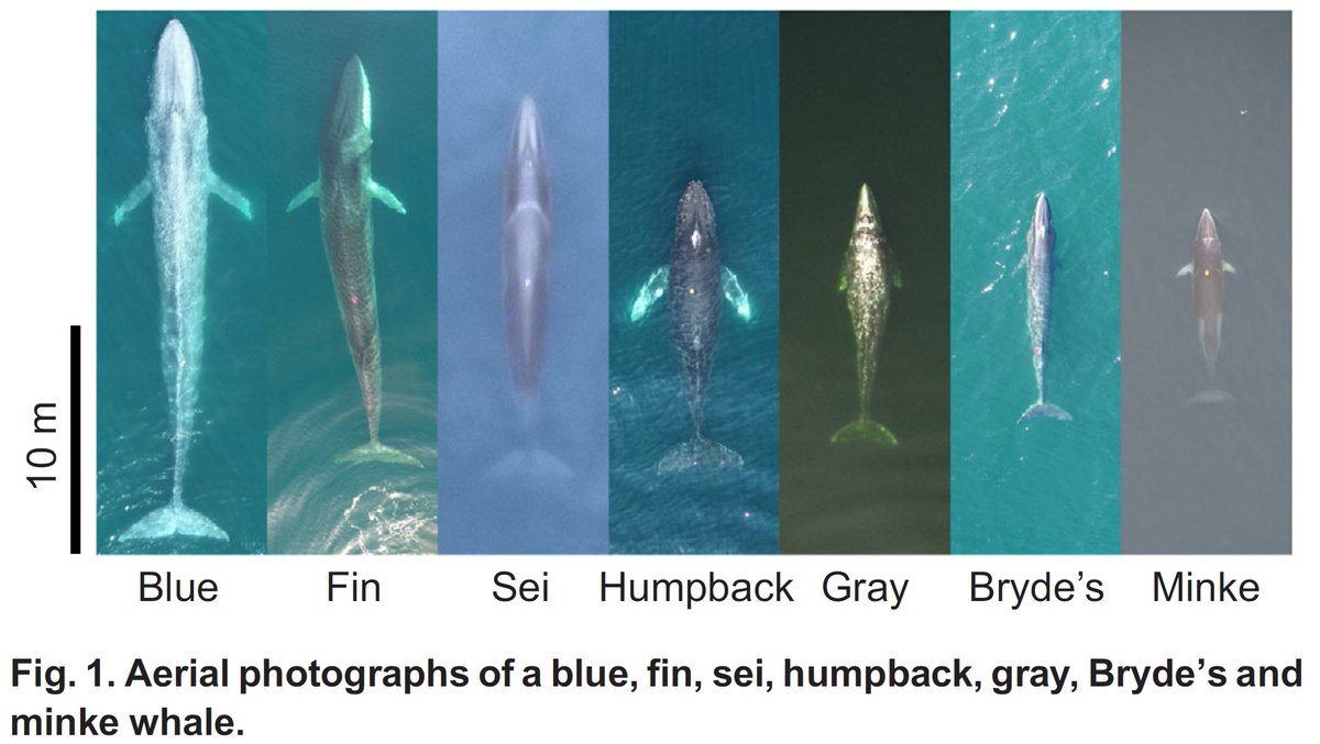 bluewhalenews's tweet photo. Aerial photos show just how long and slender blue whales are compared to other species 
https://t.co/f8NNplA9tt https://t.co/pdy74Qm7Ar