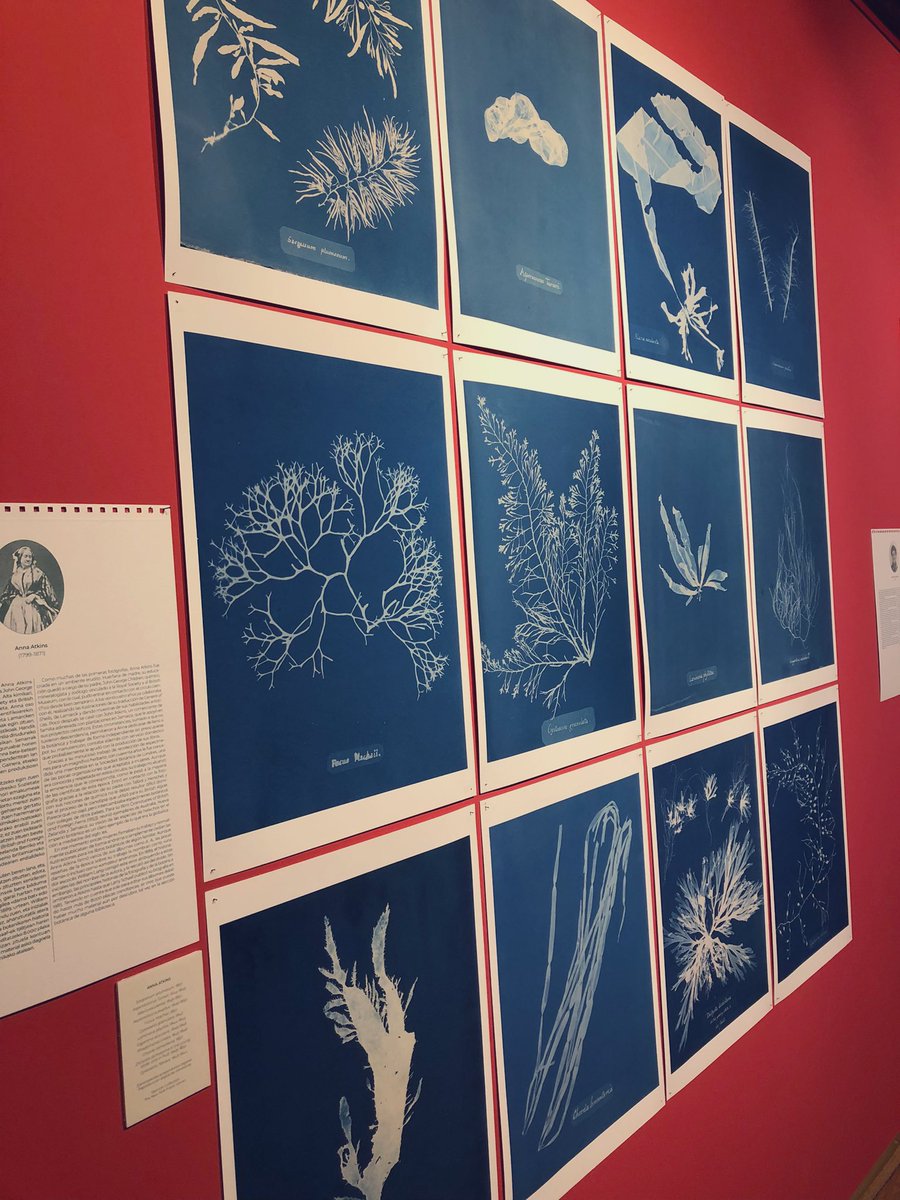 #EmakumeakBotanikan #EllasIlustranBotanica erakusketa ederra!🌷<a href="/BergaraMuseoa/">Laboratorium Museoa</a>