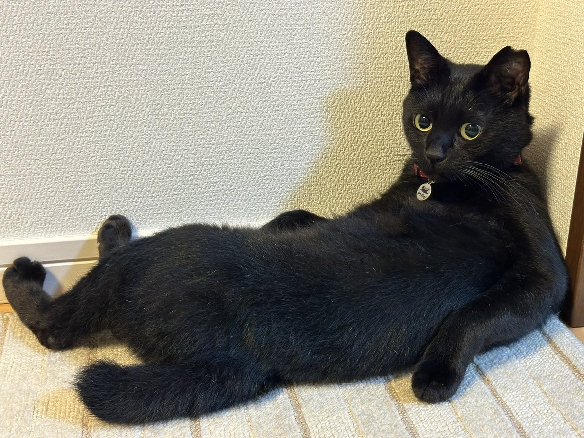 kuroneko071975's tweet photo. 毛繕い中、我に帰る。

#黒猫
#猫のいる暮らし https://t.co/goWMyw0Eoa