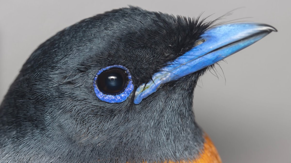 Watch our video on the 2023 field season! 

Video by Field Technician Ibon Malaxetxebarria. 

youtube.com/watch?v=6jEEzl…