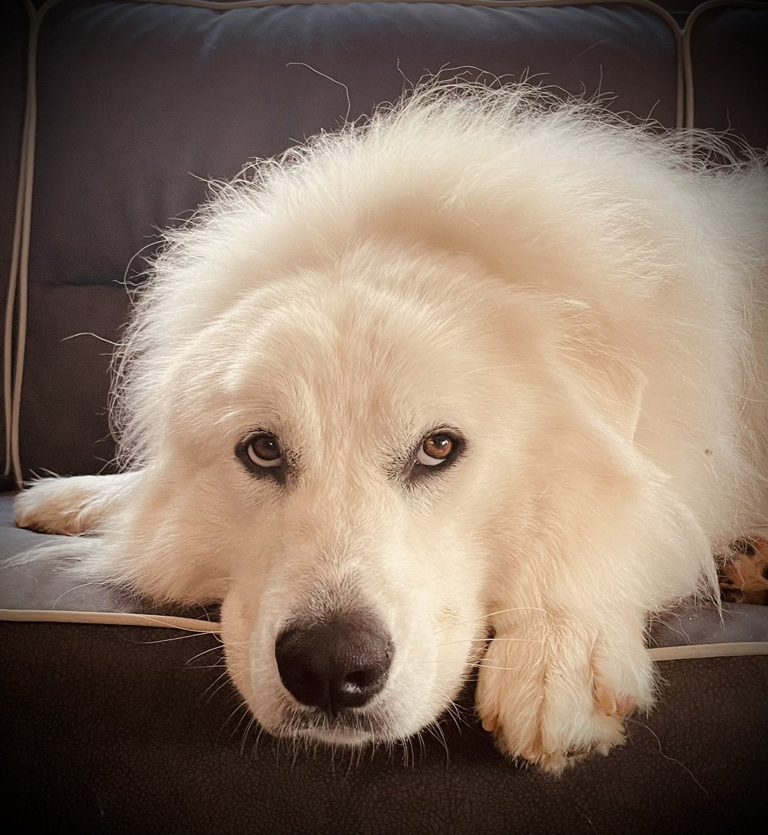 When you forget…and then realize it’s only Tuesday. 😆 Can anyone identify with Junior’s mood here? 🙃

Wishing everyone a joyful day! 🌷

#5amwritersclub #WritingCommunity #HappyTuesday