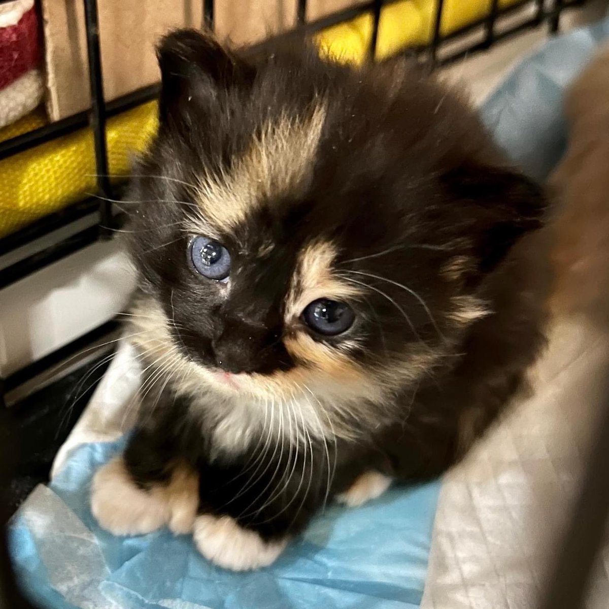 I shared this photo with our intake and adoption coordinators and they both suggested it come with a warning message so you can prepare to fall in love. You are welcome 🤗.

🩷Sweet Angel Biscuit🩷

#biscuits #angelbiscuit #calico #polydactylcat  #loundouncounty