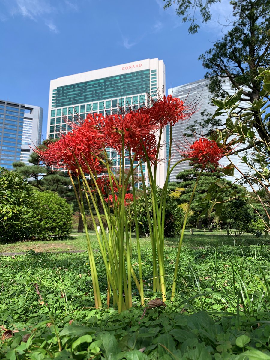 HamarikyuGarden's tweet photo. Most of our #redspiderlilies are found in fenced areas, so viewing the #flowers at close quarters is virtually impossible unless you view them through binoculars.
We are sharing these stunning pictures of the vibrant red spider lilies taken at close range this morning. Enjoy! https://t.co/bL9yhcTck5