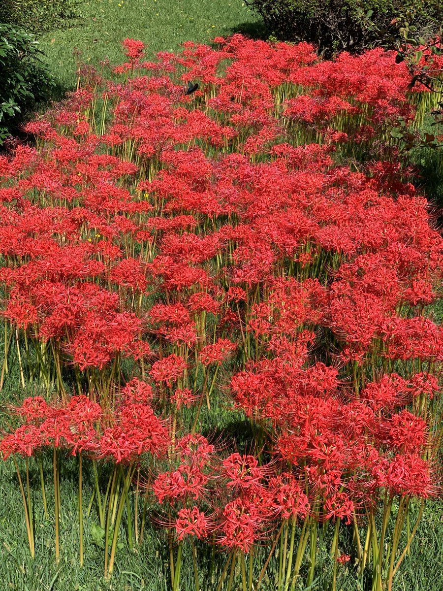 HamarikyuGarden's tweet photo. Most of our #redspiderlilies are found in fenced areas, so viewing the #flowers at close quarters is virtually impossible unless you view them through binoculars.
We are sharing these stunning pictures of the vibrant red spider lilies taken at close range this morning. Enjoy! https://t.co/bL9yhcTck5