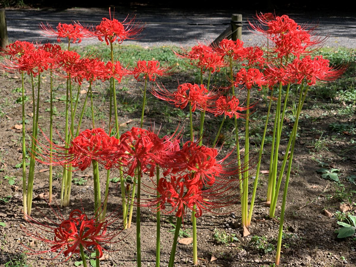 HamarikyuGarden's tweet photo. Most of our #redspiderlilies are found in fenced areas, so viewing the #flowers at close quarters is virtually impossible unless you view them through binoculars.
We are sharing these stunning pictures of the vibrant red spider lilies taken at close range this morning. Enjoy! https://t.co/bL9yhcTck5