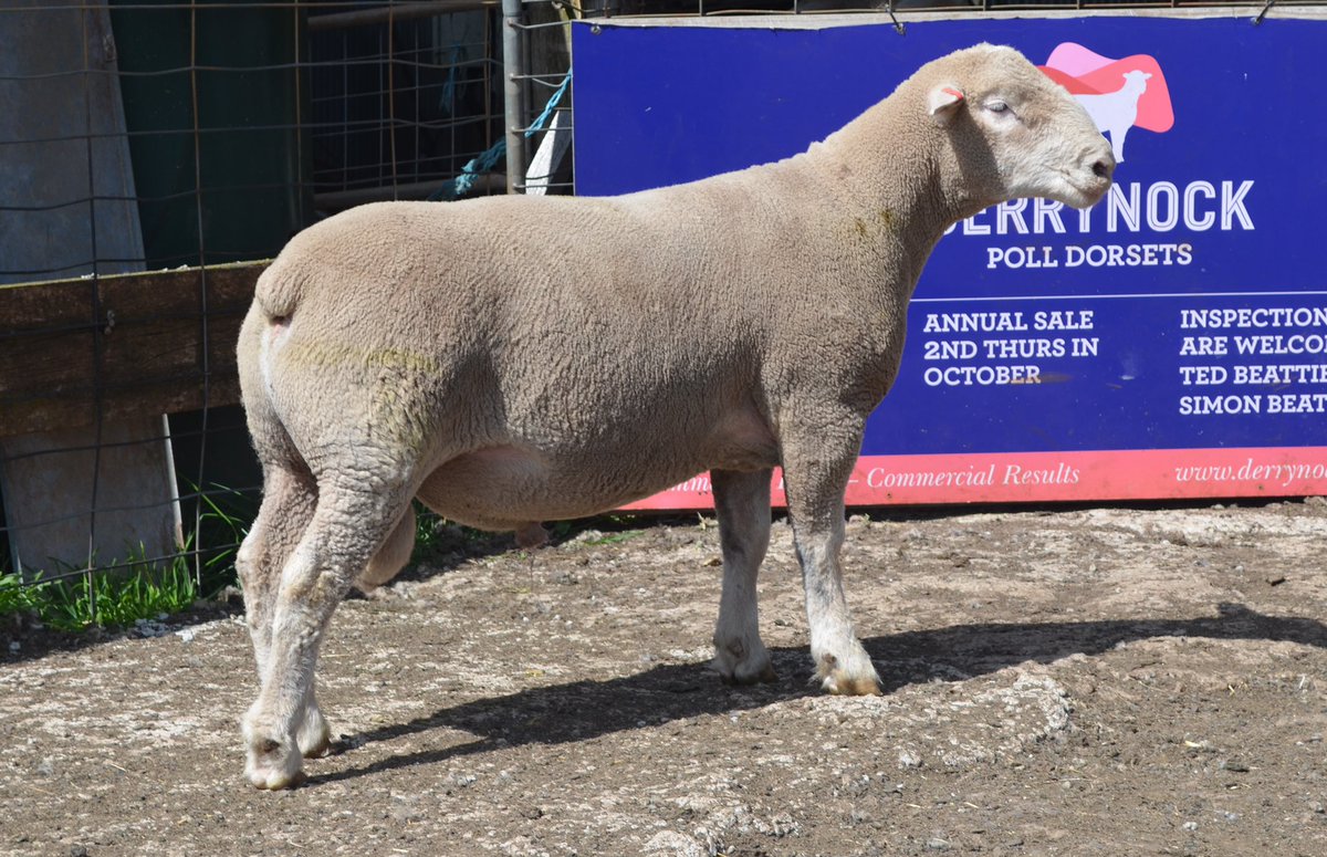 derrynockpolld2's tweet photo. Lot 155 - 220161 
A very interesting ram with incredible depth and width, combined with Elite Eating Quality. A great outcross pedigree!!
Annual on property sale 12th October   #Polldorsrts #centralvictoria  #farming https://t.co/8F8zpXWe3Z