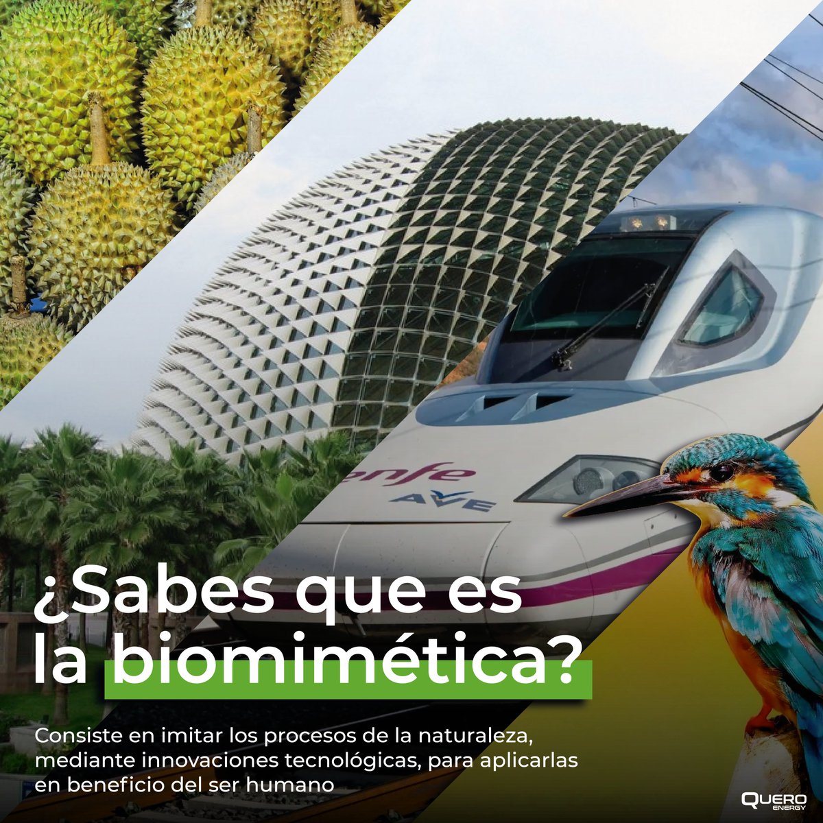 ¿Sabías que las células solares hacen parte de las invenciones biomiméticas? Su creación se inspiró en el proceso de fotosíntesis de las plantas. 🌱

¿Fascinante verdad?

#Energía #Renovables 

linkedin.com/posts/queroene…
