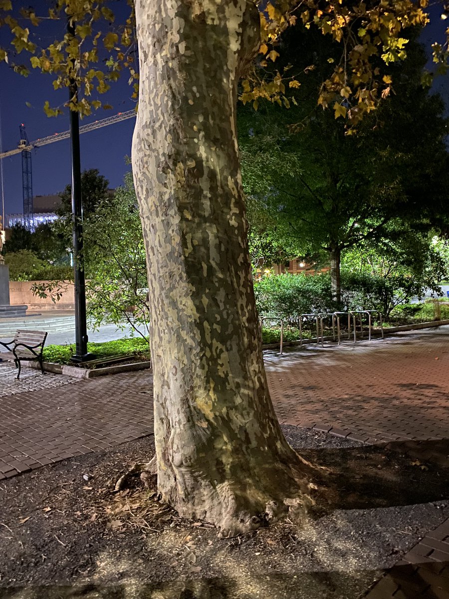 Essau1969's tweet photo. #ThickTrunkTuesday #CityTree 😎 https://t.co/LnsXB2f0tx
