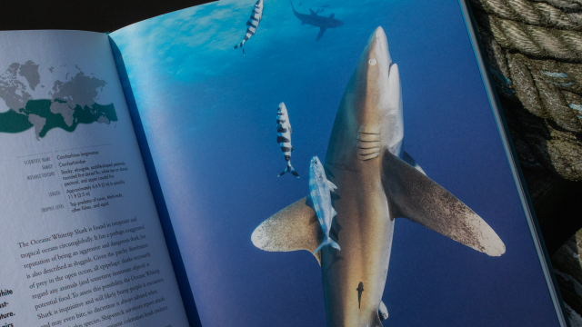 Book Review: The Lives of Sharks Love sharks? Head straight to your local book shop and grab a copy of this wonderful new book packed with facts and information about these magnificent animals. scubaverse.com/book-review-th… #sharks #book #review @PrincetonUPress