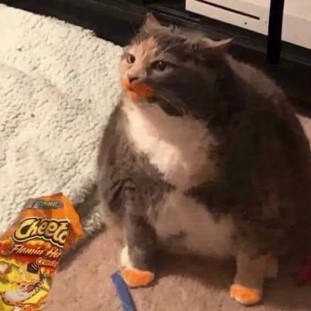 cheetos cat