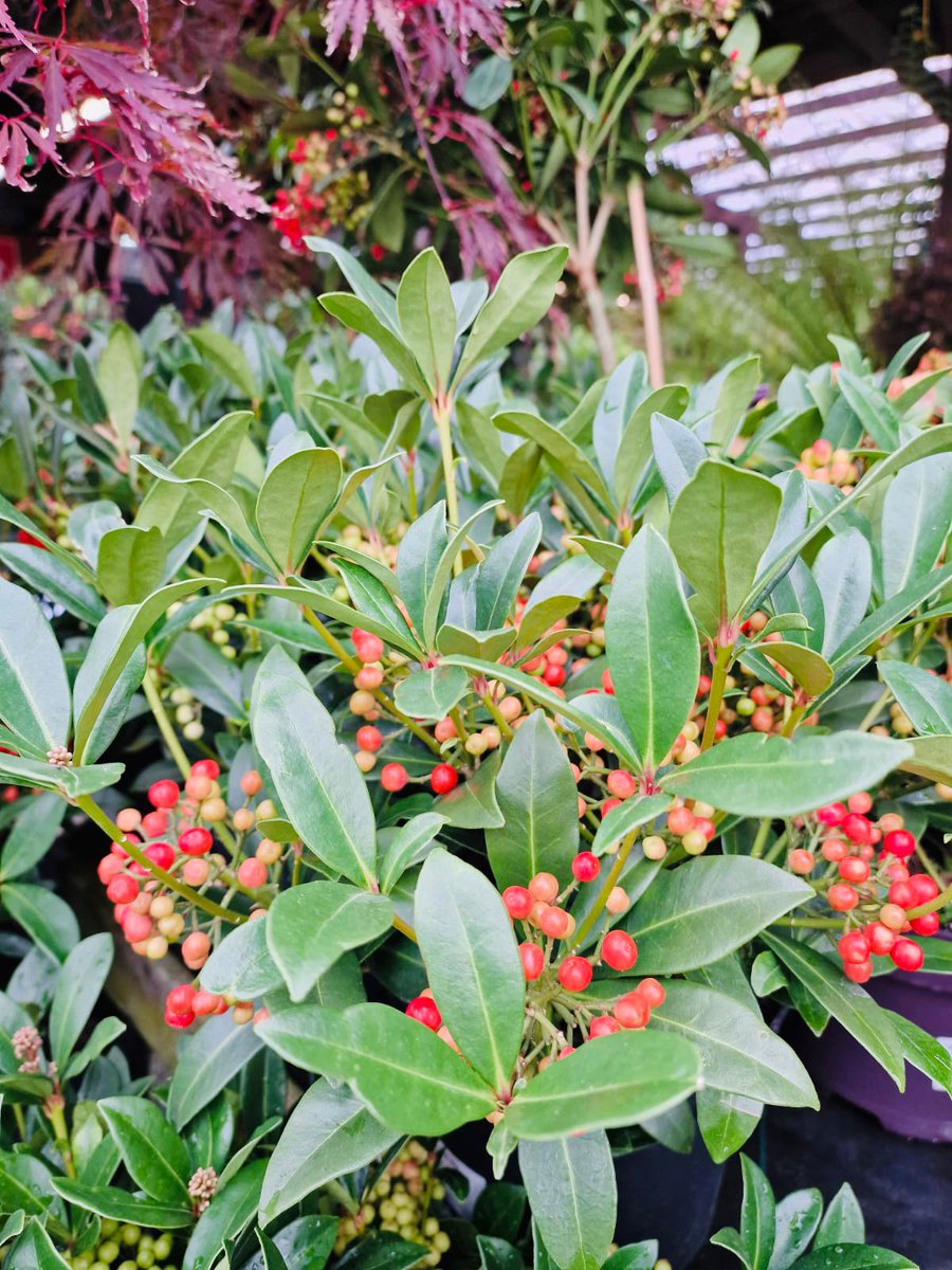 #Skimmia look good year round, and in the autumn/winter the flowers and berries look vibrant and colourful even on a dull day.