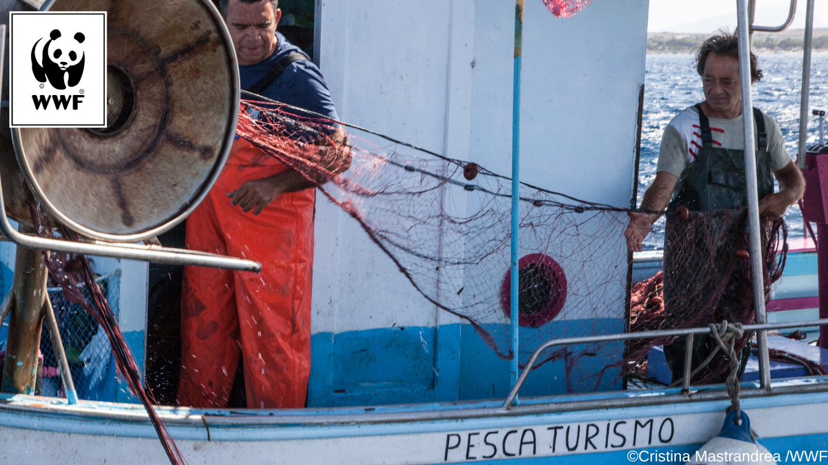 WWF_Med's tweet image. Sustainable Fishing #Tourism is one of the solutions that we're promoting in some #Mediterranean countries to ensure sustainable livelihoods for coastal communities and help recover today’s overfished ocean. Learn how it works #MedFish4Ever wwf.exposure.co/fishing-less-a…