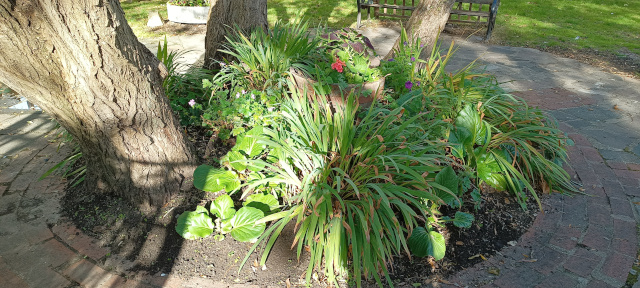 Most of the colour has passed now in the Northwick Park Hospital Garden, but this month is the time to ensure that next spring our bulbs will return with the bright colours.
