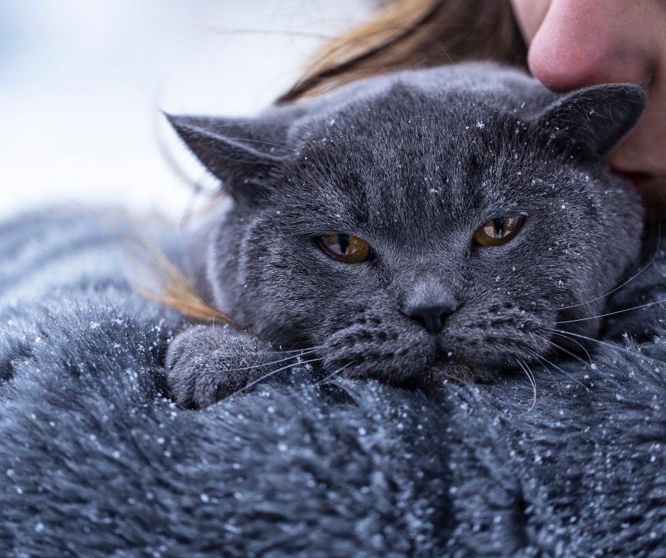 windowbubble's tweet image. Is your home ready for winter? Our Window Bubble is the permanent solution for protecting your basement windows and outdoor window wells. See how a homeowner made their furry friend a space to enjoy the winter months windowbubble.com/pet-friendly-c… 

#windowwellcovers #WindowBubble