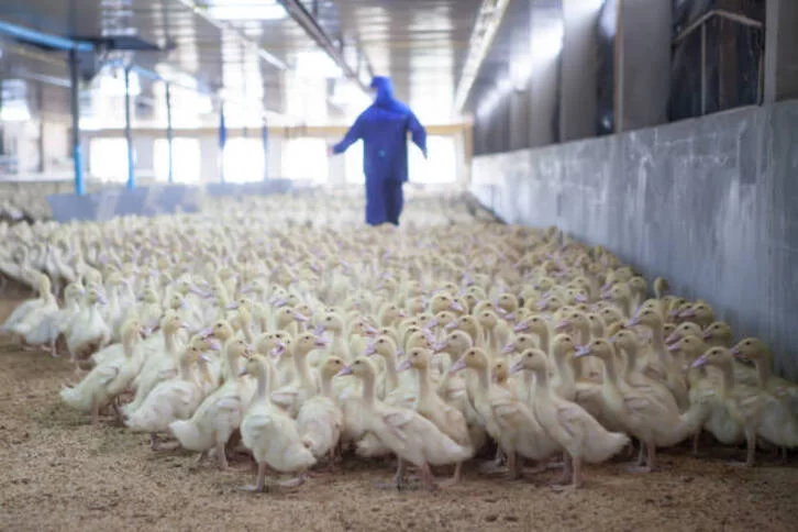 MediabaskInfo's tweet image. Grippe aviaire : « Le vaccin a été mis en place pour la filière industrielle » mediabask.eus/fr/info_mbsk/2… #influenza #canard @syndicatELB