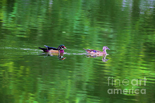 FLai1234's tweet photo. New artwork for sale! - "Wood Ducks" -    https://t.co/YnI4AcTAvp
#photography #naturephotography #bird #birds #birdphotography #wetlands #florida #woodduck https://t.co/ZBM6YU5qqq