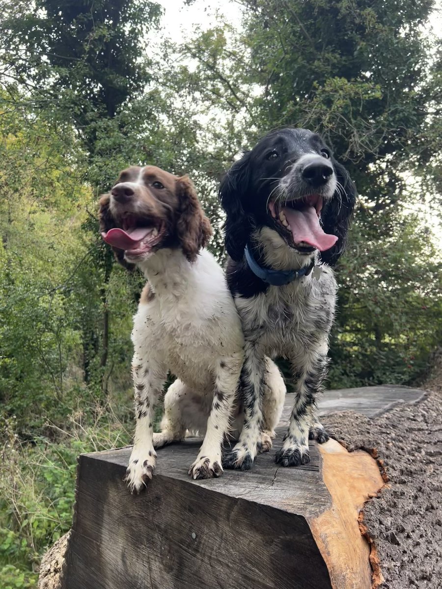 SpanielsofKC's tweet photo. It’s tongue out Tuesdays so only appropriates that we Mumma gots us to stay still on the log this times… 

#tongueouttuesday #tot #spanielsoftwitter https://t.co/a29GZfxuEl