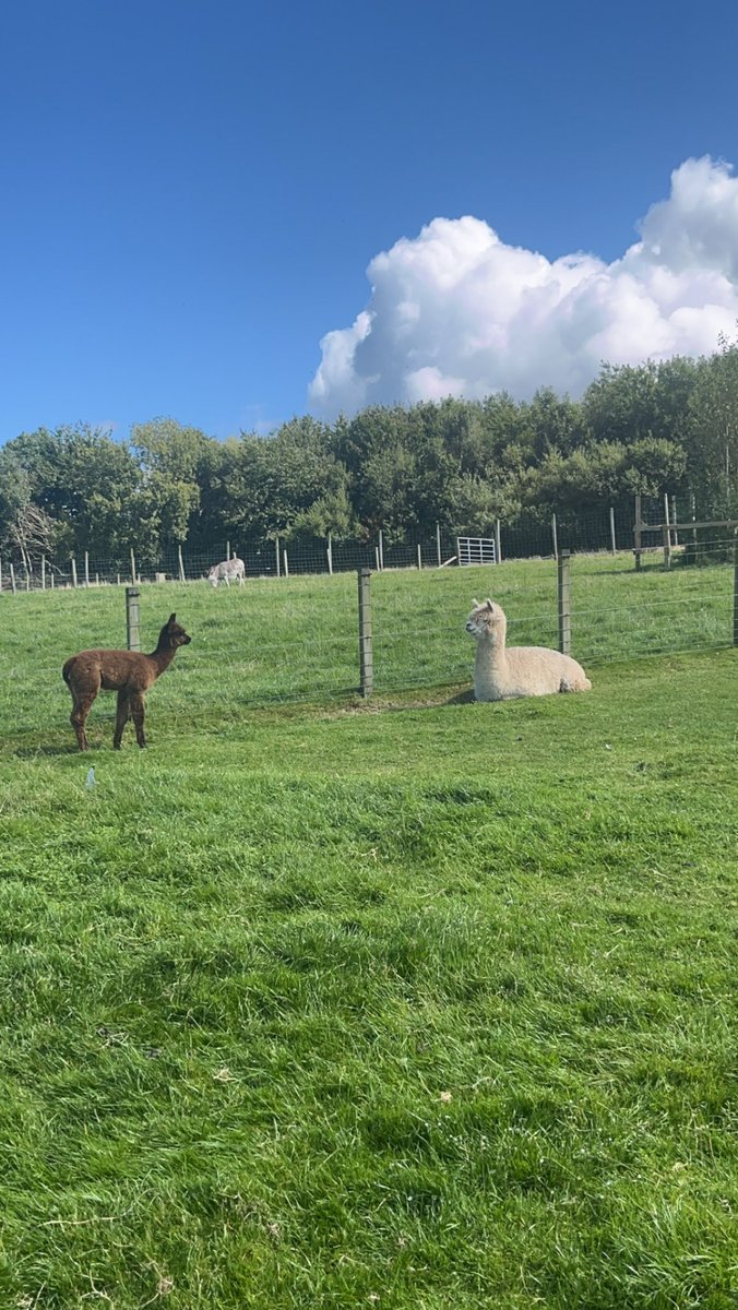 More fun trips! This time myself, Jo, June and our VAW and CEDAR families visited Heads of Ayr Farm Park🐐🚜 This gave families the opportunity to spend the day together in the sun☀️