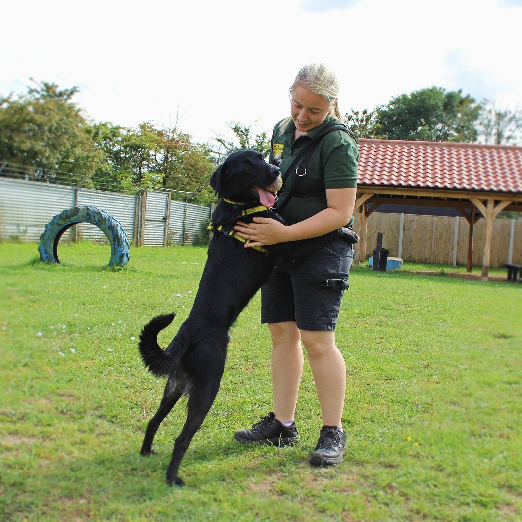 Chester is showing off his best Tongue Out Tuesday 😋 This super cute Lab cross is hoping there's someone out there who enjoys throwing a ball as much as he likes to fetch it 🙌 bit.ly/3ZErAq0 #AdoptMe #NeedAHome #DogsTrust