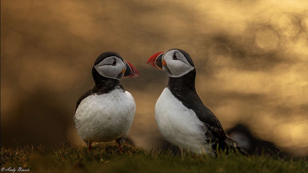 We revamped our summer photo-tour itinerary this summer, halving group size, private catering and the idyllically situated @bordanoostlodge see client image gallery and read review shetlandnature.net/2023/09/29/rev…