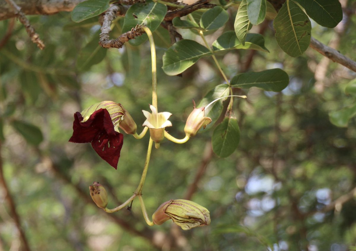BotSocSA's tweet photo. #TreeTuesday: You’ll want to give the Sausage Tree (𝘒𝘪𝘨𝘦𝘭𝘪𝘢 𝘢𝘧𝘳𝘪𝘤𝘢𝘯𝘢) a skip for your next braai. 🌭 From its large maroon flowers, the tree bears long grey-brown fruits that resemble sausages, but are believed to be poisonous when eaten raw.

Image: @iNaturalist https://t.co/3l1PPL7qzs