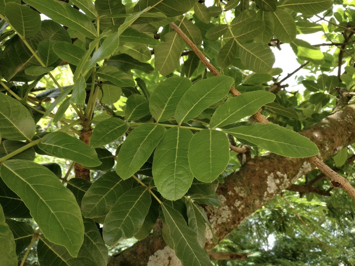 BotSocSA's tweet photo. #TreeTuesday: You’ll want to give the Sausage Tree (𝘒𝘪𝘨𝘦𝘭𝘪𝘢 𝘢𝘧𝘳𝘪𝘤𝘢𝘯𝘢) a skip for your next braai. 🌭 From its large maroon flowers, the tree bears long grey-brown fruits that resemble sausages, but are believed to be poisonous when eaten raw.

Image: @iNaturalist https://t.co/3l1PPL7qzs
