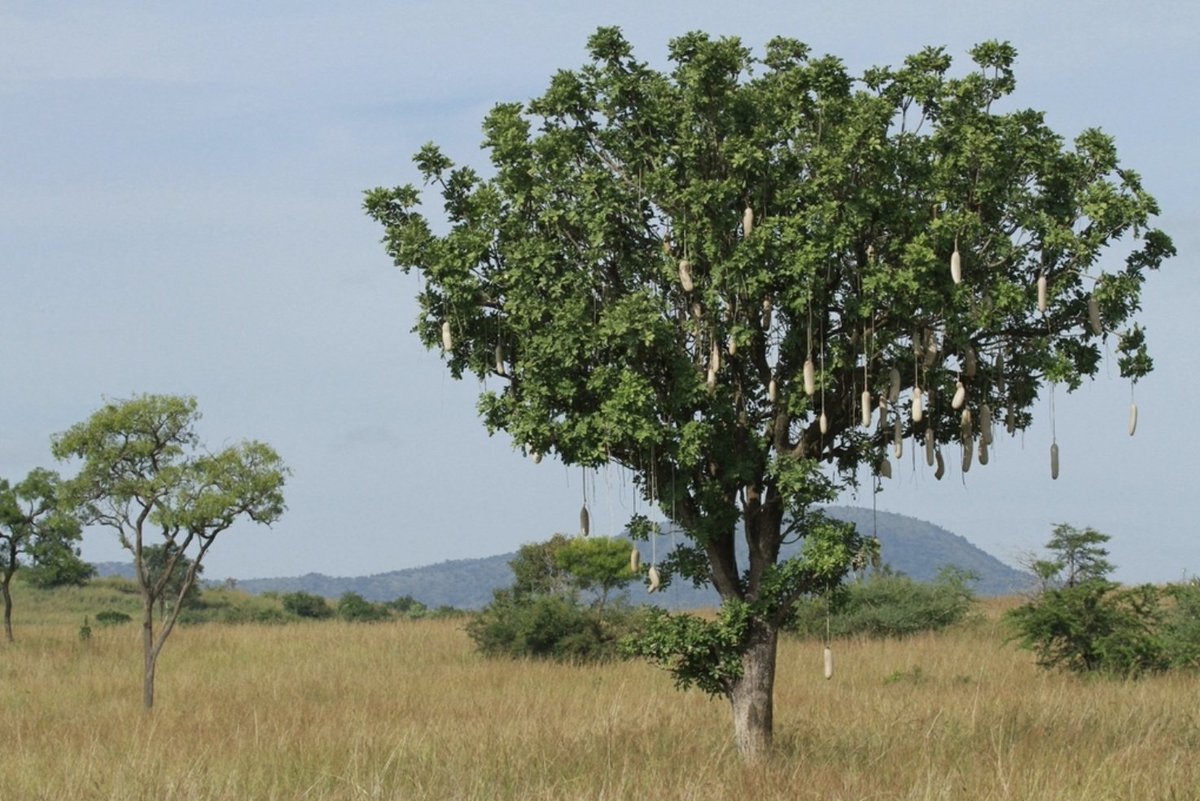 BotSocSA's tweet photo. #TreeTuesday: You’ll want to give the Sausage Tree (𝘒𝘪𝘨𝘦𝘭𝘪𝘢 𝘢𝘧𝘳𝘪𝘤𝘢𝘯𝘢) a skip for your next braai. 🌭 From its large maroon flowers, the tree bears long grey-brown fruits that resemble sausages, but are believed to be poisonous when eaten raw.

Image: @iNaturalist https://t.co/3l1PPL7qzs