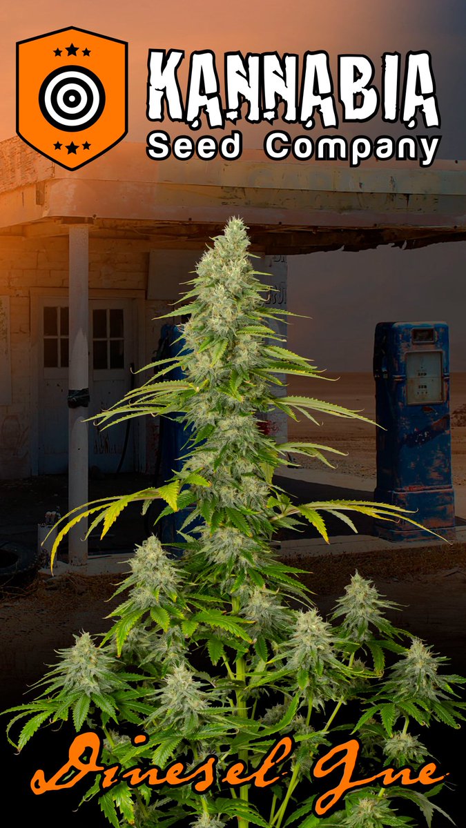 KannabiaGlobal's tweet photo. DIESEL GLUE by #Kannabia #KannabiaSeeds 🌱 @KannabiaSeeds @Kannabia_Samen
ℹ️ #DieselGlue #collectionseeds ➡️ https://t.co/PAabW8DBGF
📸 Credits: @Greenseedtests Thanks, #kannabist !🙏😍🧡💚
Fem ♀️
Sativa dominant hybrid
🏆🥈2nd Prize "Best Concentrate" Expogrow Irún 2022 🇪🇦 https://t.co/Na1asYwPYK