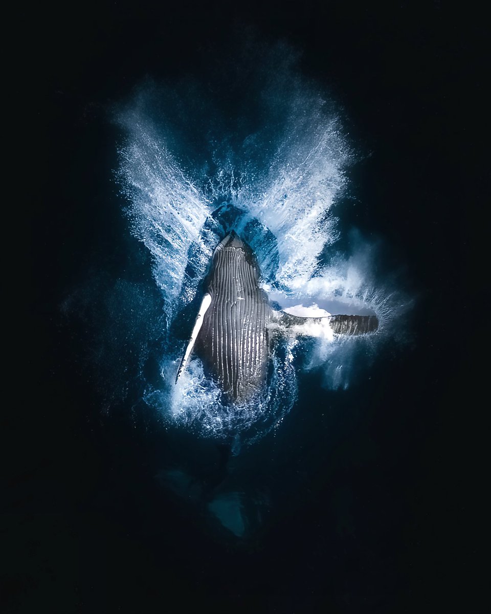 Timmboslice.eth 🇦🇺🌊💎 tweet media