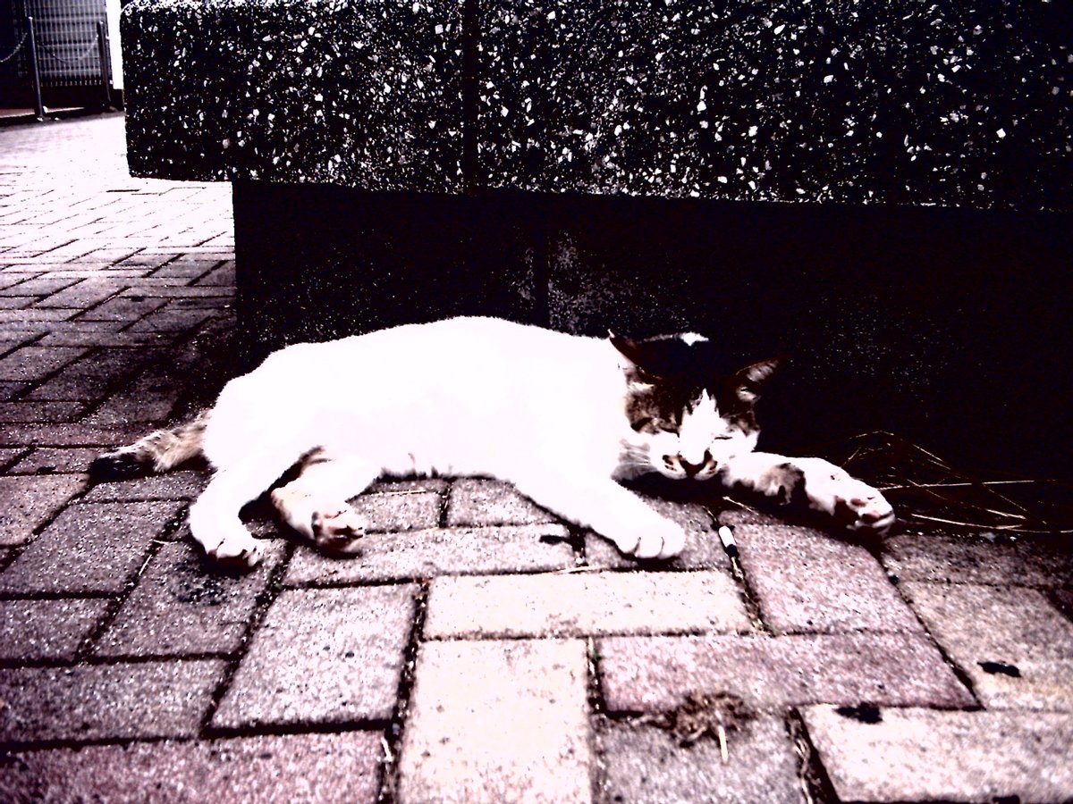 gelpants's tweet photo. 今日撮ったの。
#aiptek #slim3200 #トイデジ
#ジアイーノ保護犬猫応援プロジェクト https://t.co/RaKfHlemDK