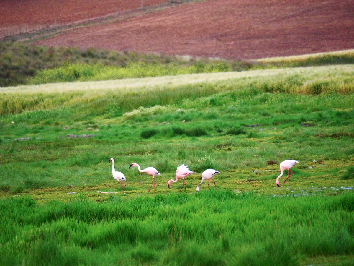 overbergcrane's tweet photo. The recent Overberg floods have led to huge damage across the district. But they’re also brought some visitors to an unlikely habitat: These Lesser Flamingos are having a great time feeding on snacks in the middle of an agricultural land in the #Overberg Ruggens area. https://t.co/v25kVGDuE1