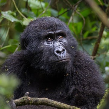 ToAfriKa1's tweet photo. Looking to tour East Africa? ToAfrika Safaris is your ideal travel partner.

For bookings: 
📲+254 – 748 717 387
📧info@toafrika.com

#visittanzania #magicalkenya 
#exploreuganda #wildlife #safari #adventure #travel #tourism https://t.co/fqhjaq7XaS