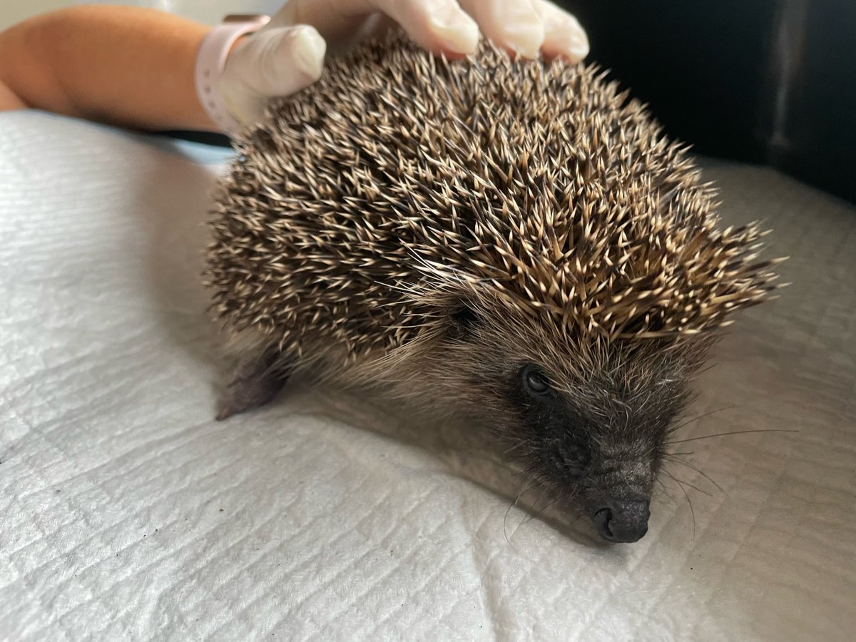 Meet Bailey, weighing in at 851g, although a good weight this poor boy is full of roundworm and fluke.  His treatment is underway, he’s such a sweetheart, especially when giving him his meds.   It won’t be too long darling Bailey before you’re free again. #hedgehogrescue