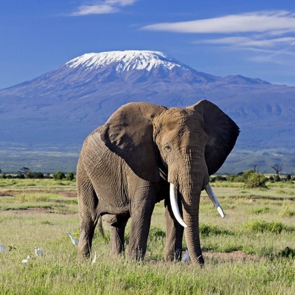 ToAfriKa1's tweet photo. Looking to tour East Africa? ToAfrika Safaris is your ideal travel partner.

For bookings: 
📲+254 – 748 717 387
📧info@toafrika.com

#visittanzania #magicalkenya 
#exploreuganda #wildlife #safari #adventure #travel #tourism https://t.co/fqhjaq7XaS
