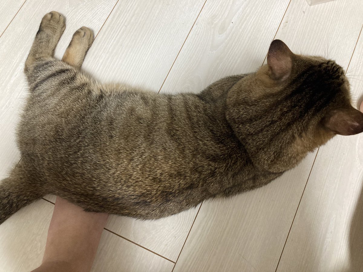 shishitoras's tweet photo. お腹の上とかには絶対乗らないのに足だけには乗る猫🐱🫶
 #猫がいる幸せ  #猫のいるくらし  #猫好き  #ししまる https://t.co/dJ2tIuT8A7