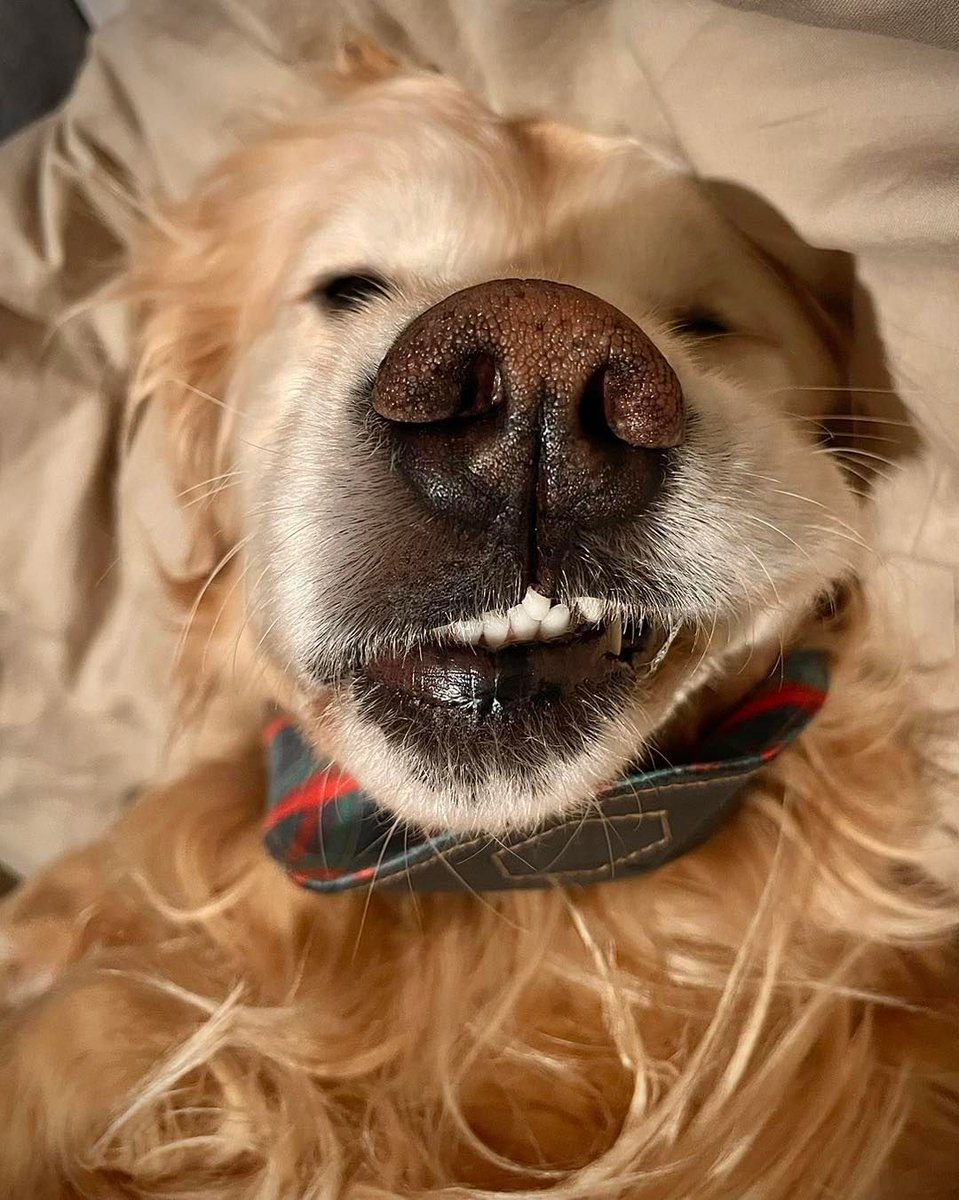 Sleeping beaut… well, she’s sleeping. #dogsoftwitter #Goldenretrievers #goldenretrieverpuppy #goldenretrieverlover #goldenretriever #dogs