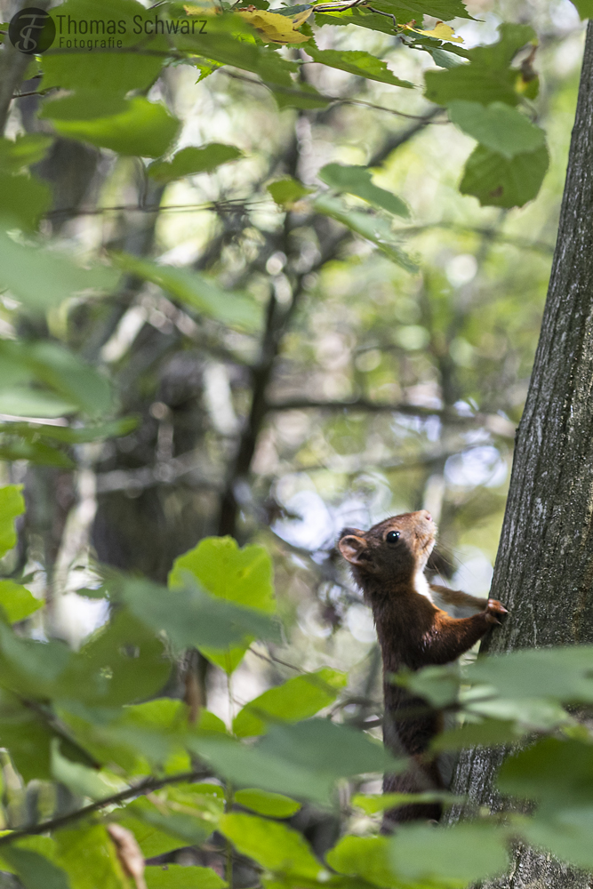 fotografie_ts's tweet photo. squirrel in the tree ...
#wildlife #squirrel #eichhΓΆrnchen #inthetree #canon #canonphotography #vogelfotografie_deutschland #canondeutschland #nature #sigma #photography #bokeh #karlsruhe #thomasschwarzfotografie https://t.co/tsjeo7VJ6I