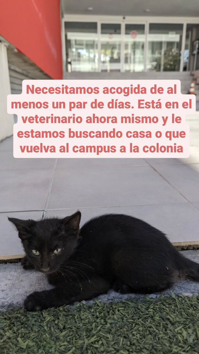 ACOGIDA O ADOPCIÓN RESPONSABLE
Jerez y alrededores.

Tiene 3 hermanitos y una mamá que también merecen un hogar 🥲

Difusión plis.