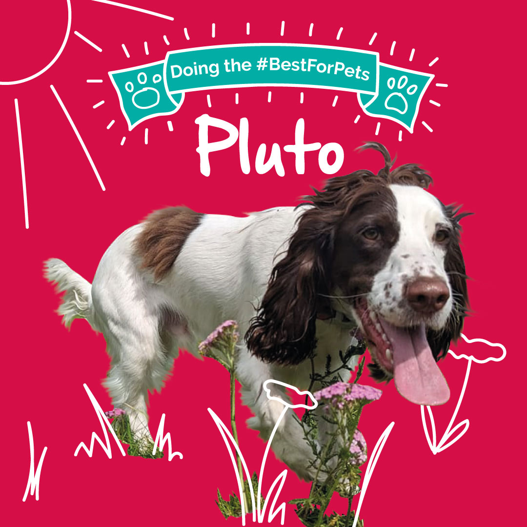 healthypetclub's tweet image. 🐶 Congratulations to our October pet of the month, Pluto! 🐶

#dogsoftwitter #dogadvice #bestforpets #petofthemonth