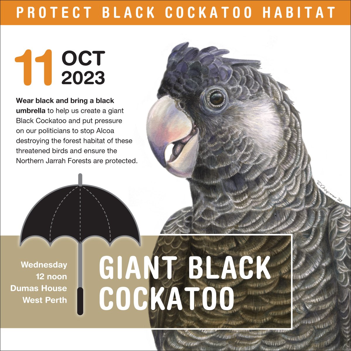 Join us 11 Oct at 12pm, to make a giant black cockatoo. Wear black and bring a black umbrella to help us put pressure on our politicians to stop #Alcoa destroying the forest habitat of these threatened birds. Register here: actionnetwork.org/events/giant-b… @savecockatoos @hearyanow