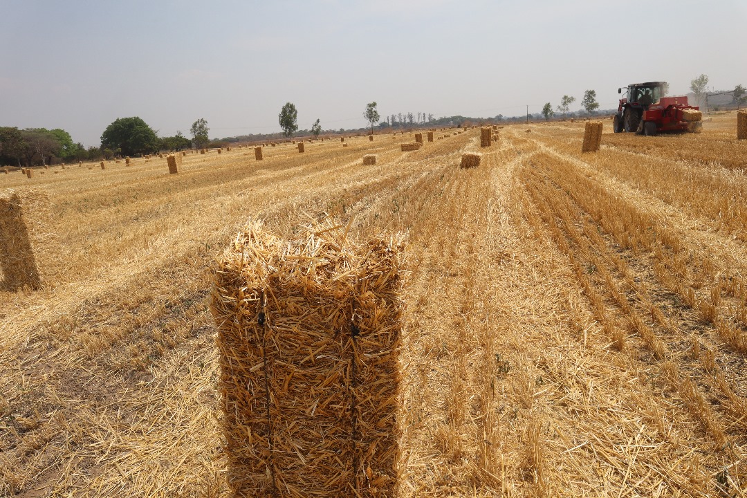Did you know that leaving heavy amount of residue on the ground after wheat harvest may result in poor seed contact with soil in your next farming season. Consider baling the wheat straw &amp; use it to feed animals as food supplement or for other uses.
#fftuesdaytips #wheat #harvest