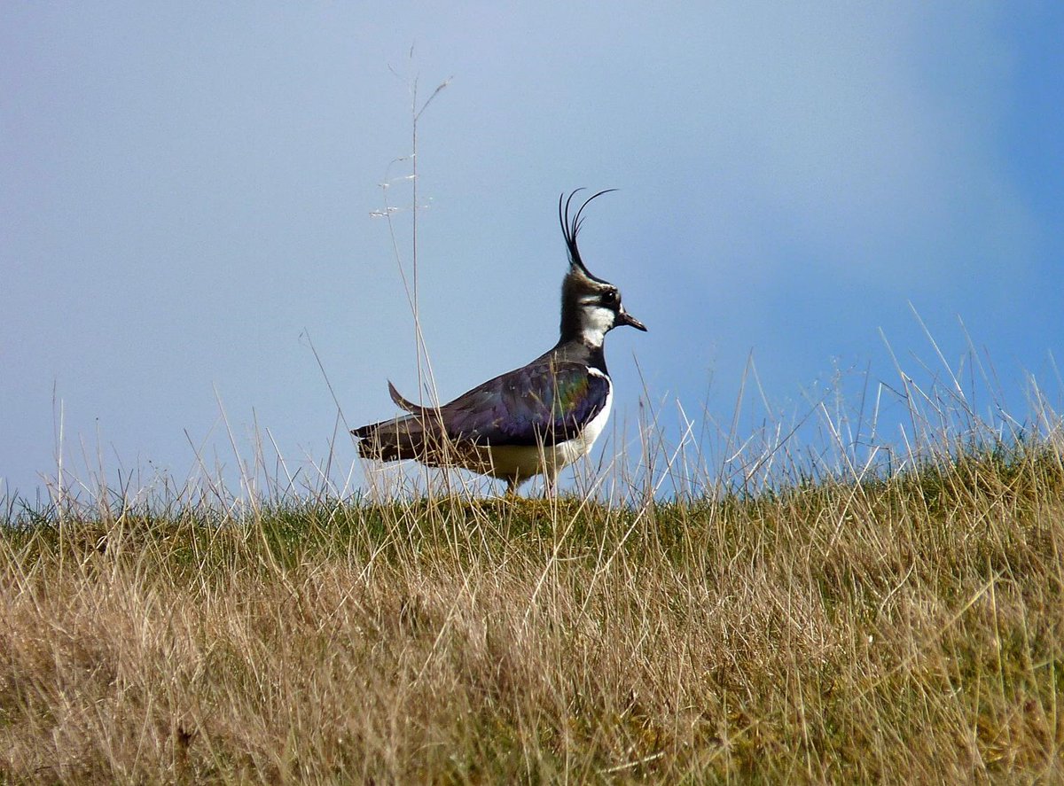 JOB OPPORTUNITY: Our Wetlands team are seeking a new Research Assistant. For more information about the role, follow the link: bit.ly/3ZntXgC Closing date for applications: 13 October 2023