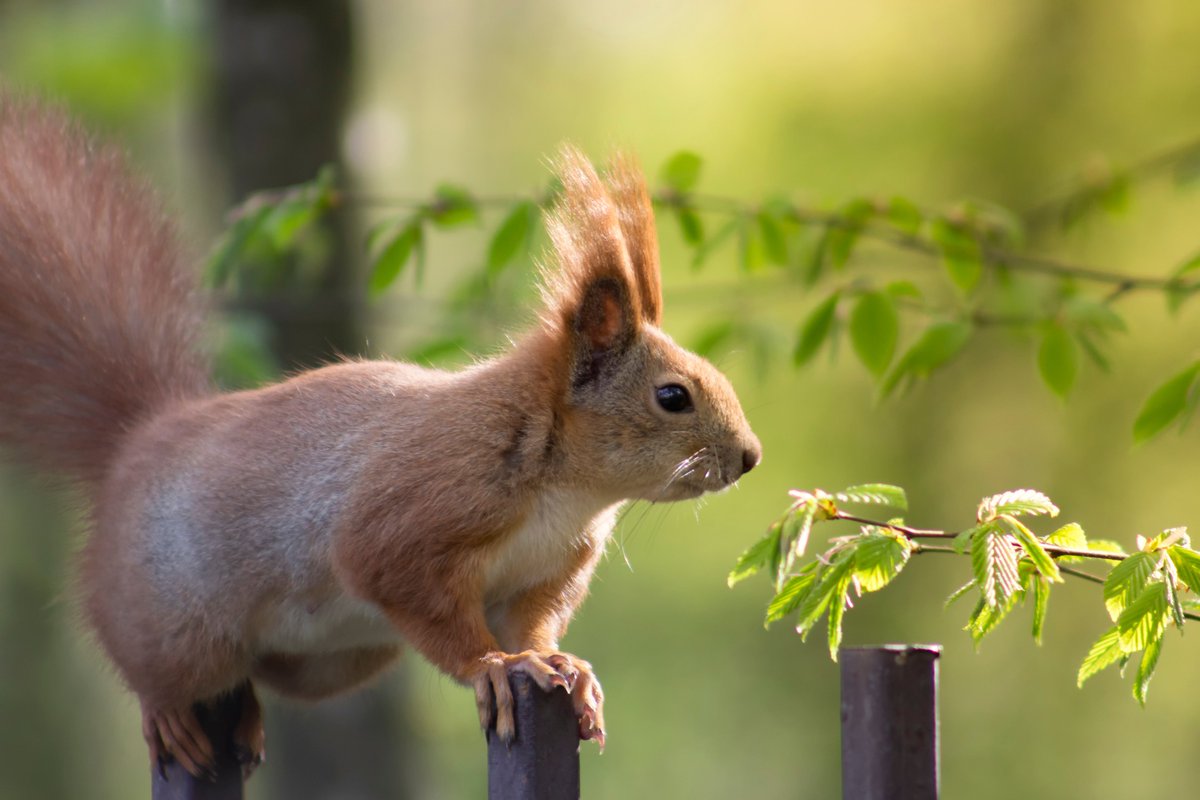 Lottery boost to our work this #RedSquirrelAwarenessWeek. Thanks #NationalLotteryHeritageFund & #RedSquirrelRecoveryNetwork for funding to develop trials to support our grey squirrel #fertilitycontrol programme to protect #redsquirrels.

Find out more squirrelaccord.uk/news/blog/pres…