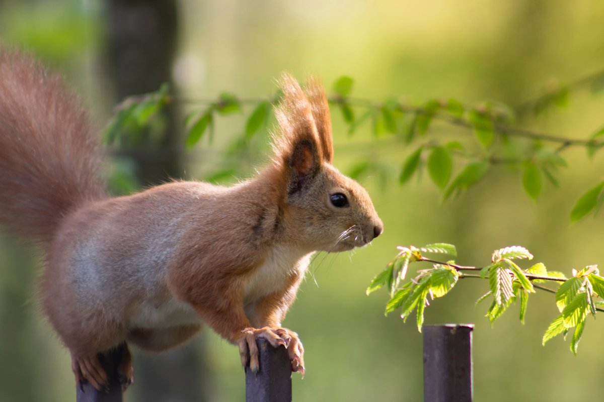 SquirrelAccord's tweet photo. Lottery boost to our work this #RedSquirrelAwarenessWeek. Thanks #NationalLotteryHeritageFund & #RedSquirrelRecoveryNetwork for funding to develop trials to support our grey squirrel #fertilitycontrol programme to protect #redsquirrels.
Find out more https://t.co/NWRdkrnyGt https://t.co/vU1BiqCdsr