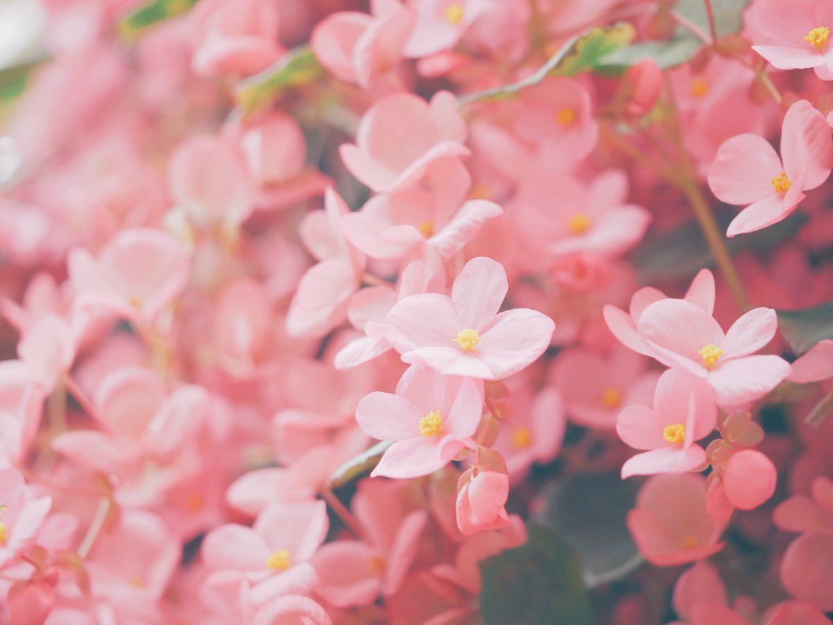 kuri_sss303's tweet photo. 花へ https://t.co/GUdW1bNXI0