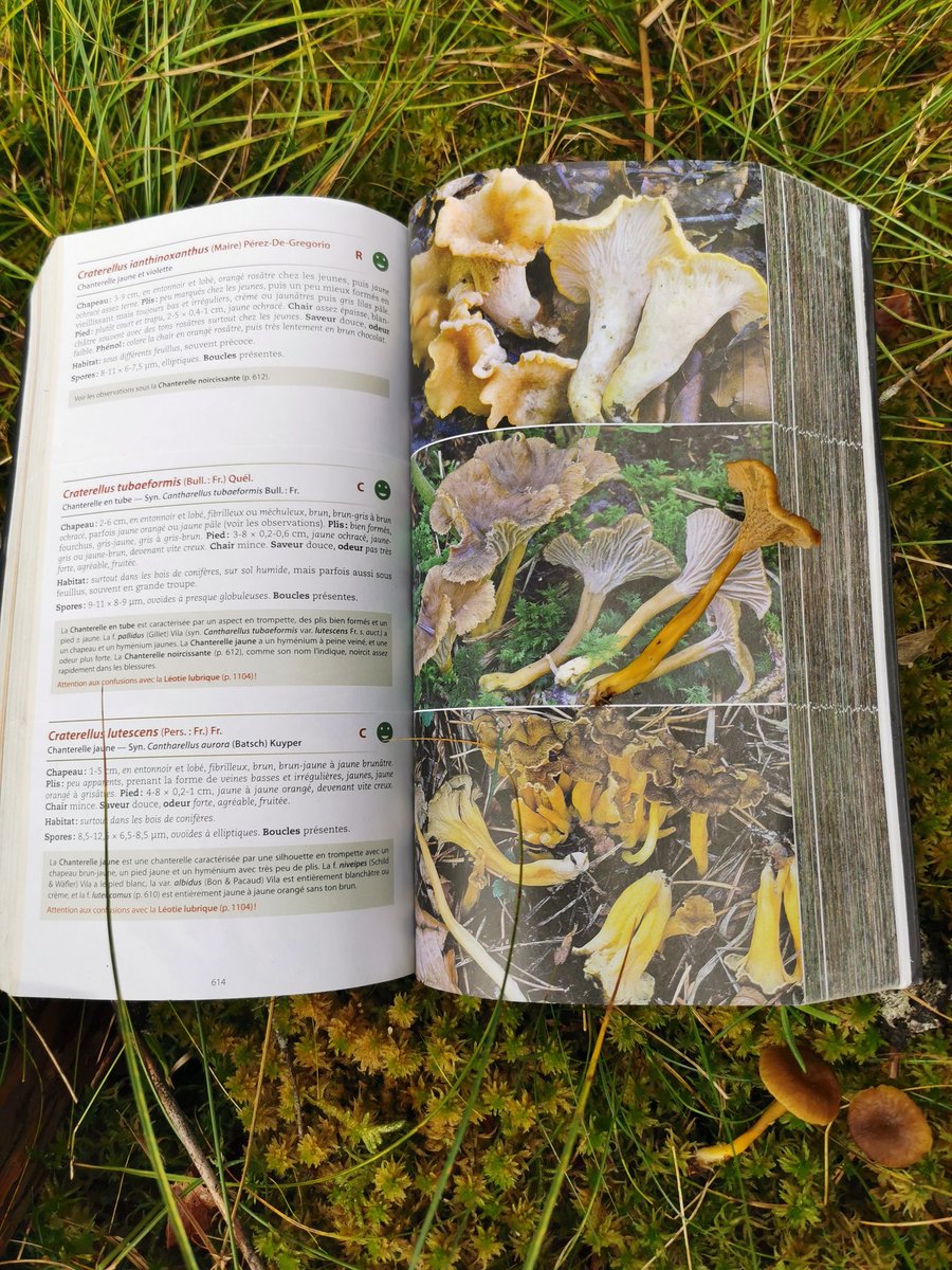 PnCevennes's tweet photo. 🍄 À la découverte des champignons sur le Bougés ! Suivez nous toute la journée pour découvrir et apprendre
 tous les mystères de ces fascinants organismes !

#champignons #cevennes #montlozere #parcnationaldescevennes #parcnational #mushroom #biodiversité #bouges https://t.co/q5YwrMu8uN
