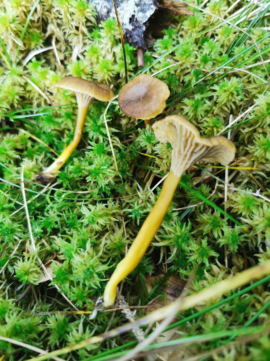 PnCevennes's tweet photo. 🍄 À la découverte des champignons sur le Bougés ! Suivez nous toute la journée pour découvrir et apprendre
 tous les mystères de ces fascinants organismes !

#champignons #cevennes #montlozere #parcnationaldescevennes #parcnational #mushroom #biodiversité #bouges https://t.co/q5YwrMu8uN